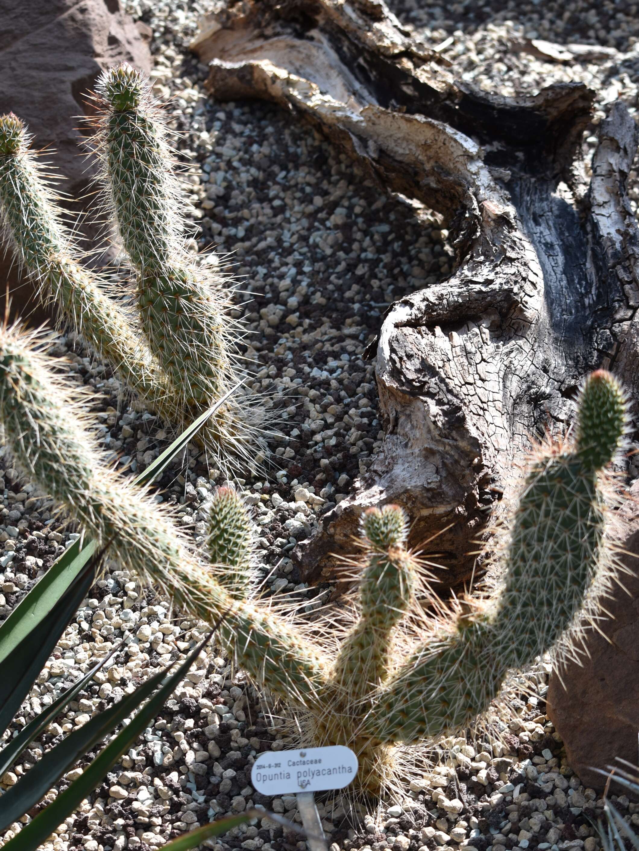 Image of Panhandle Prickly-pear