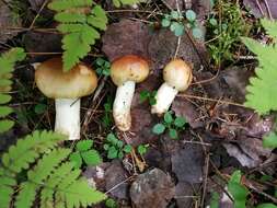 Image of Stinking Russula