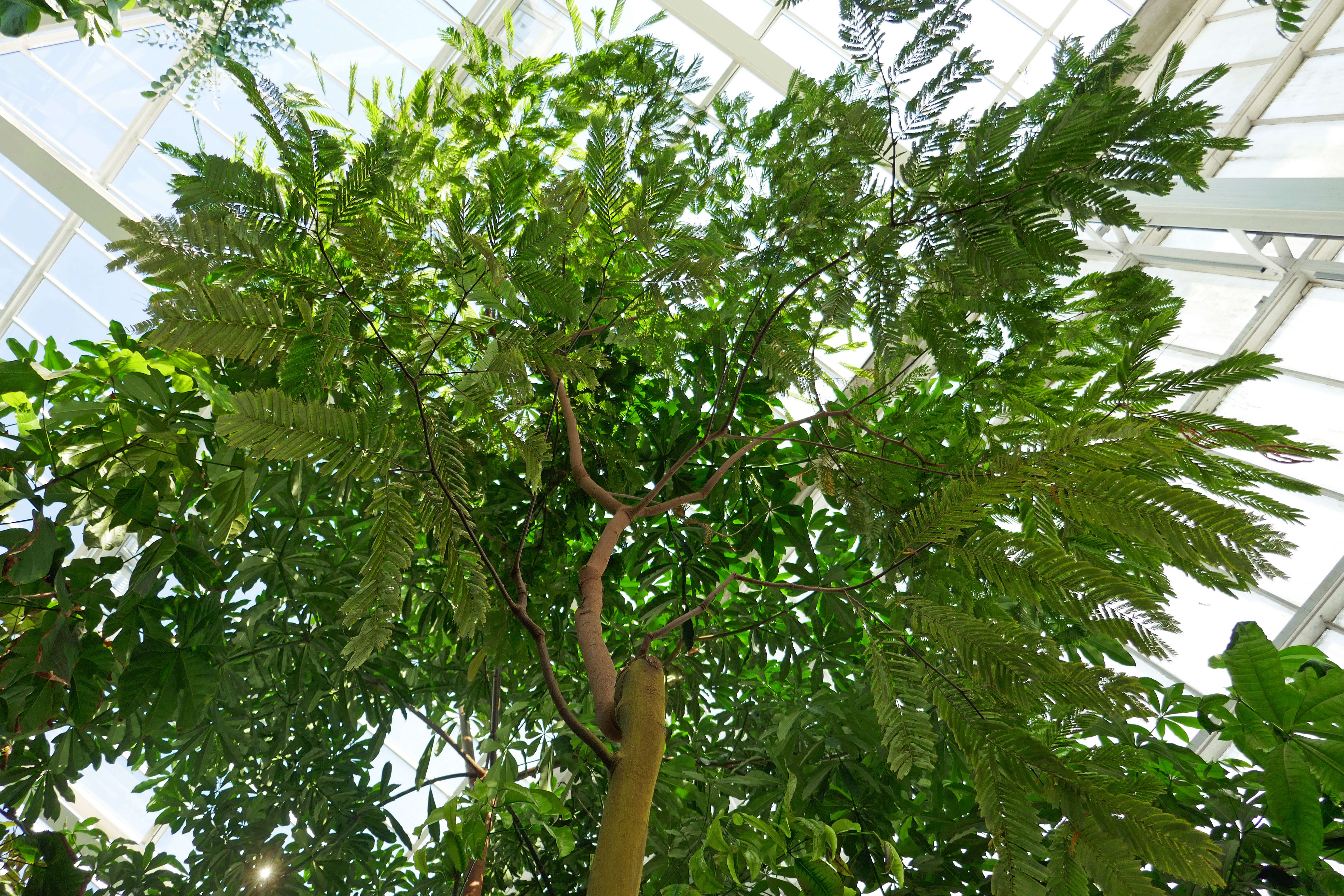 Image of Piptadeniastrum africanum (Hook. fil.) Brenan