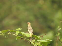 Image of Brown-headed Bunting