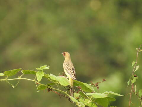 Image of Brown-headed Bunting