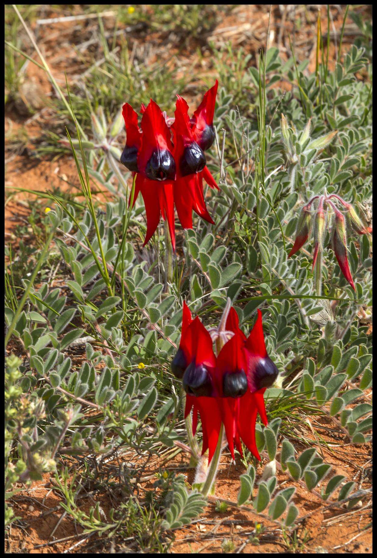 Plancia ëd Swainsona formosa (G. Don) J. Thompson