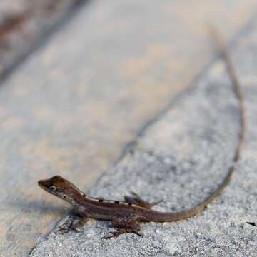 Image de Anolis scriptus Garman 1887