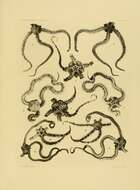 Image de Ophiactis savignyi (Müller & Troschel 1842)