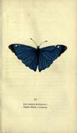 Morpho adonis Cramer 1779的圖片