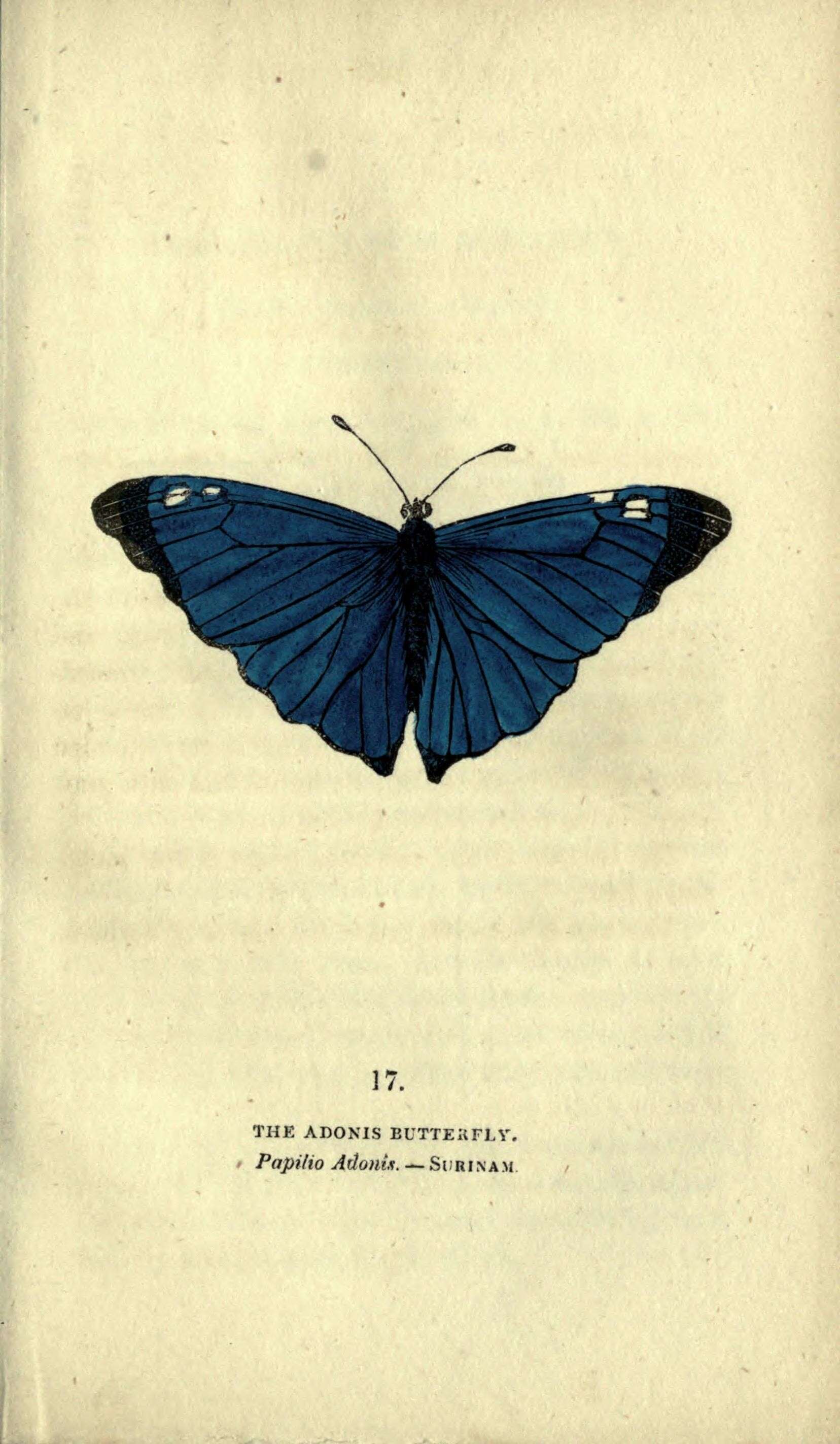 Morpho adonis Cramer 1779的圖片