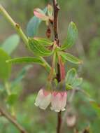 Image of alpine bilberry