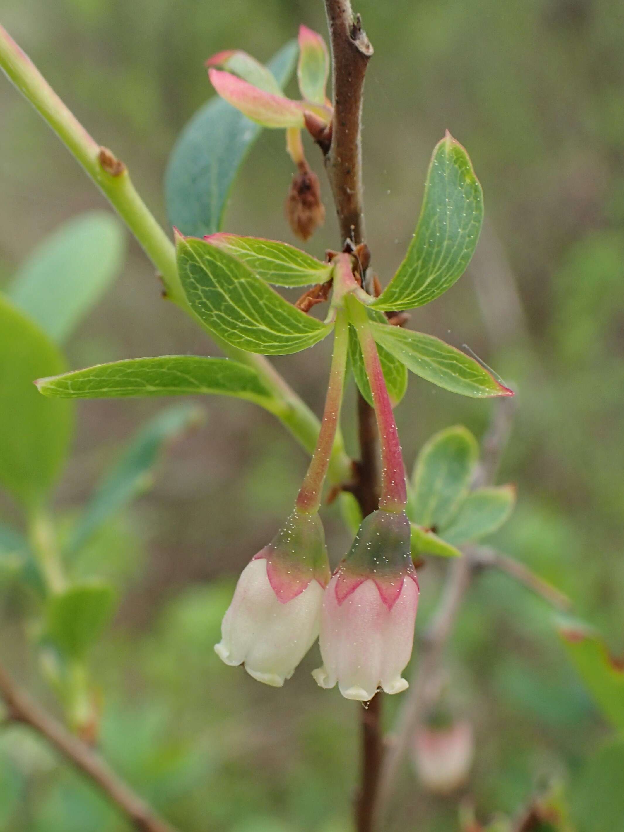 Image of alpine bilberry