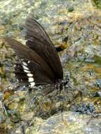 Image of Papilio polytes Linnaeus 1758