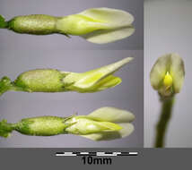 Image of chickpea milkvetch