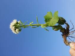 Image of Petasites albus (L.) Gaertn.