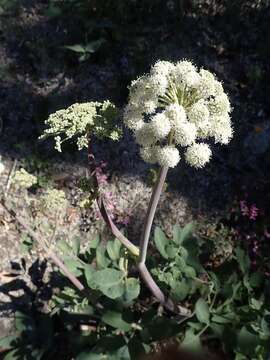 Image of angelica