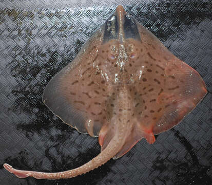 Image of Clearnose Skate