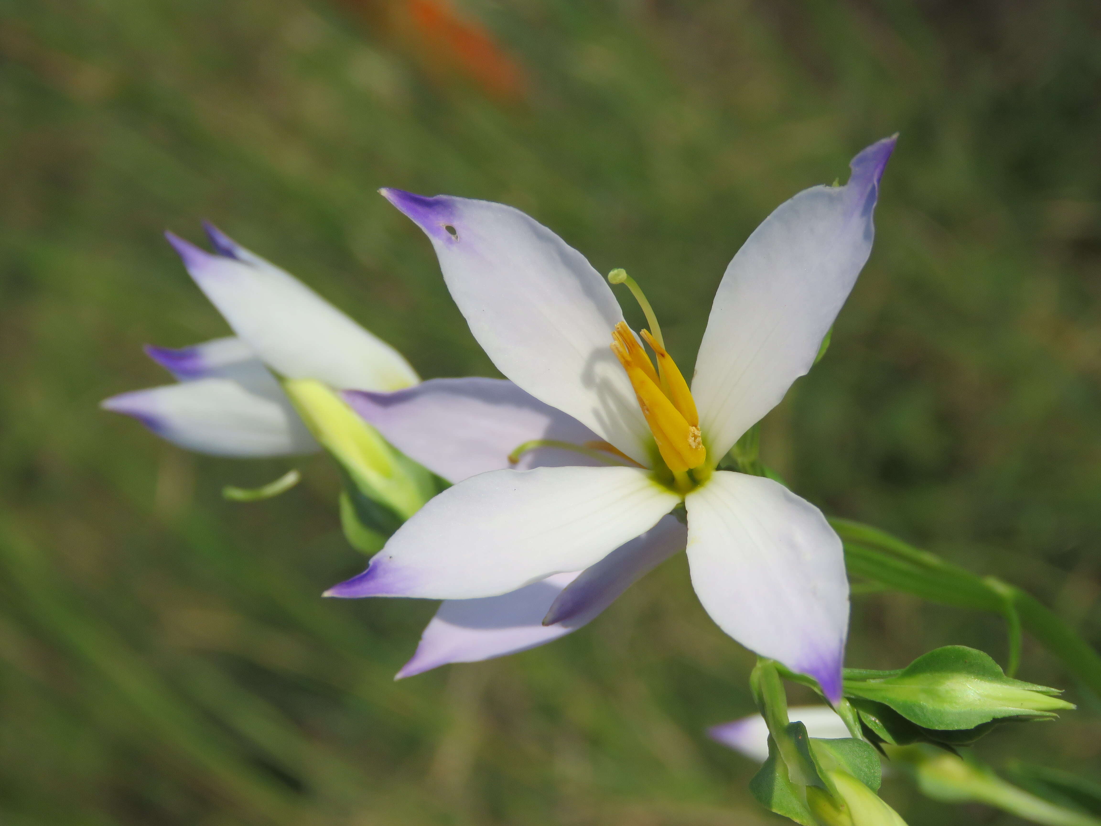 Image of Exacum tetragonum Roxb.