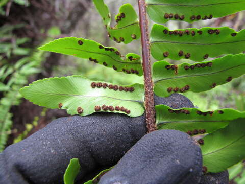 Image of sword ferns