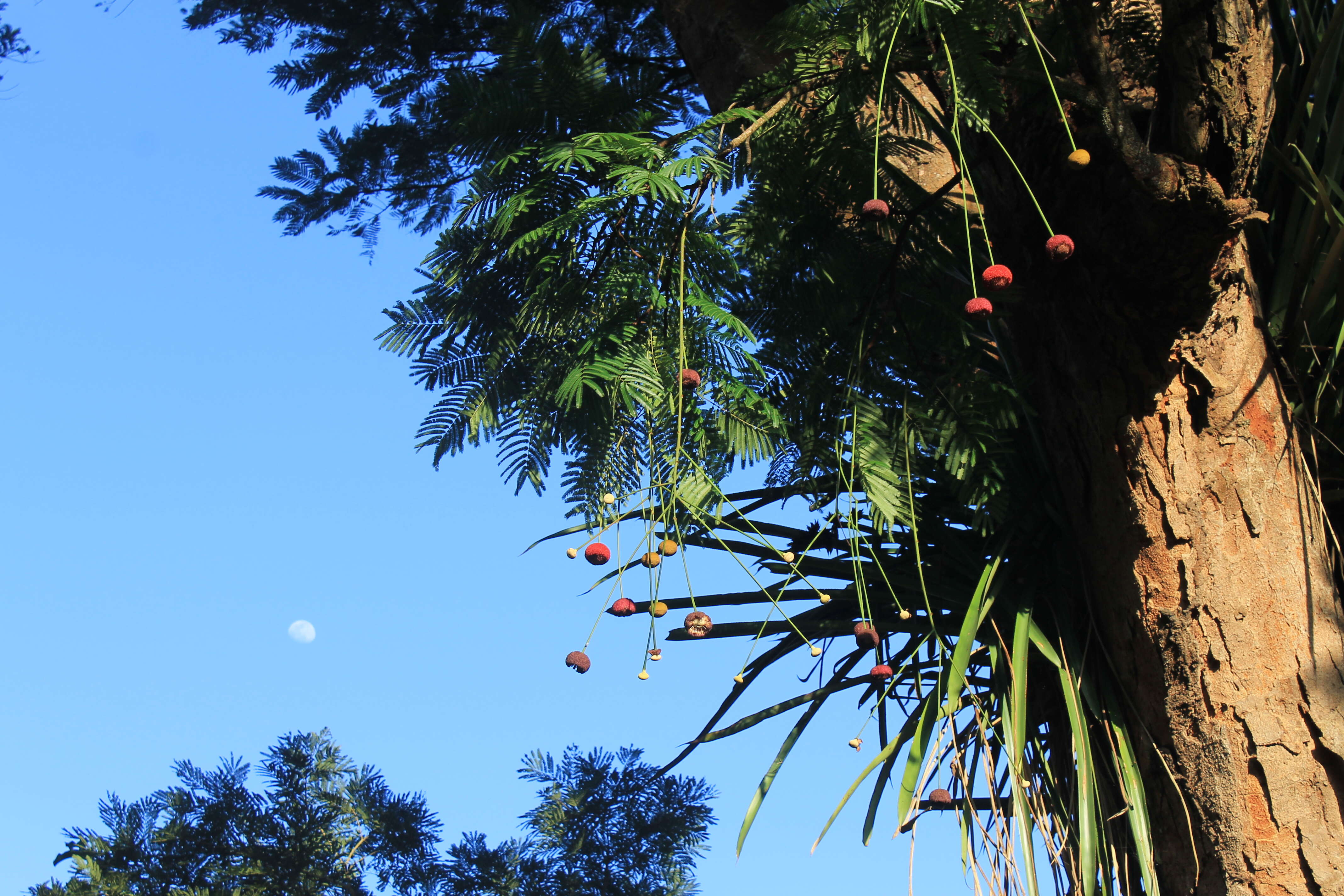 Image of Parkia pendula (Willd.) Walp.