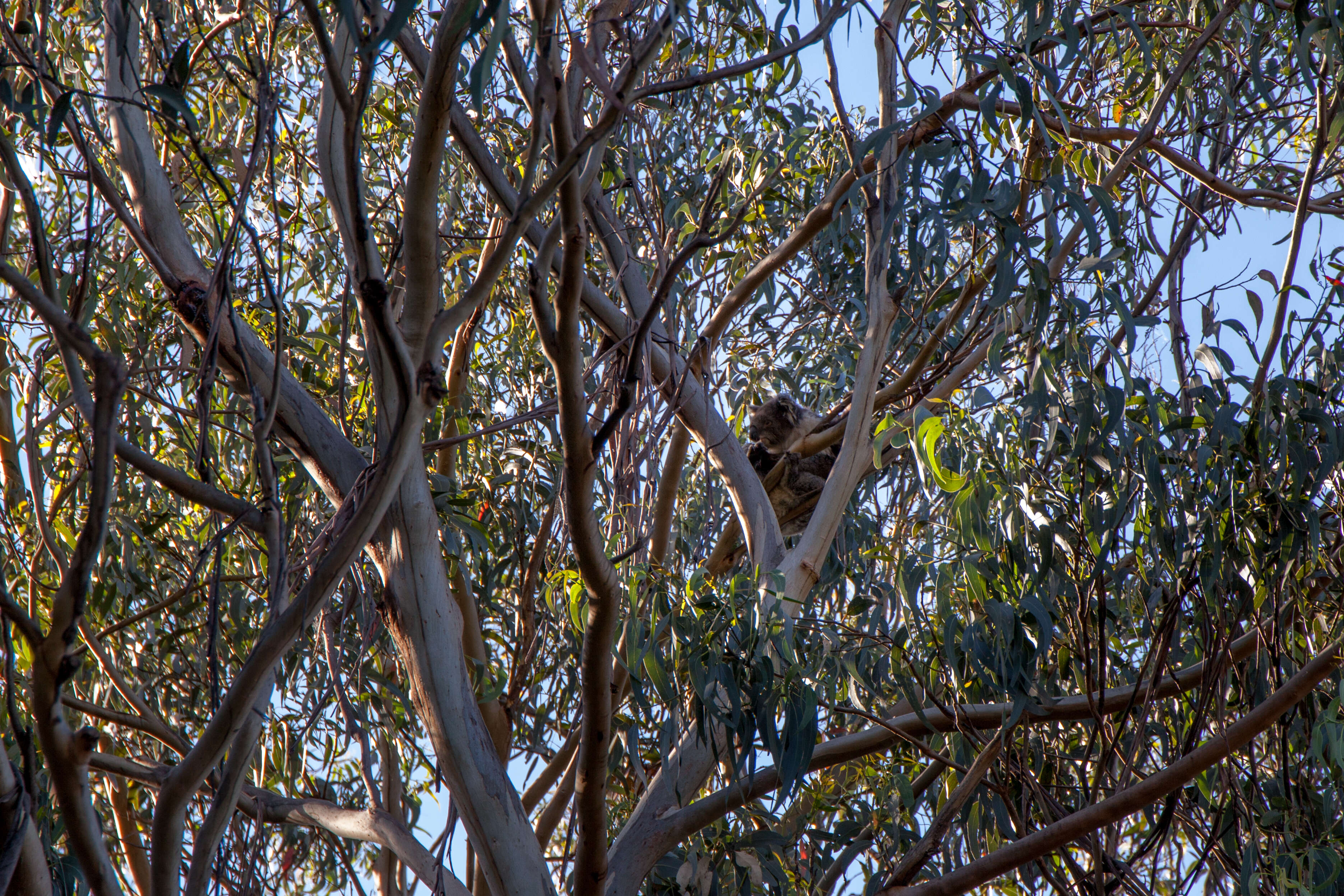 Image of koalas