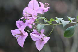 Слика од Bougainvillea