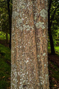 Image of Quercus acutifolia Née