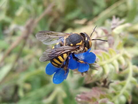 Image of wool-carder bee