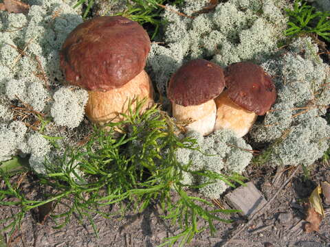 Image of Boletus pinophilus Pilát & Dermek 1973