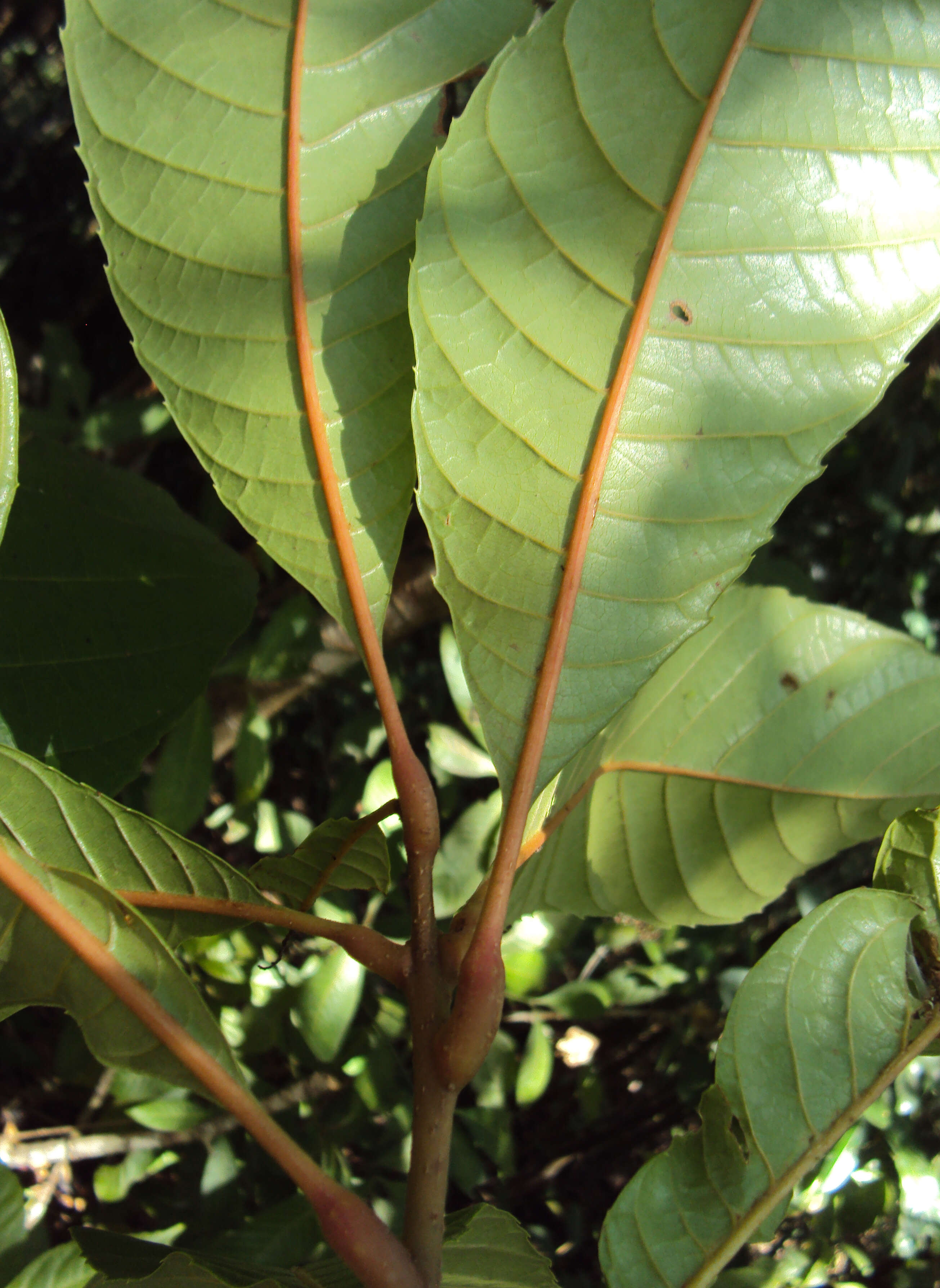 Image of Meliosma simplicifolia (Roxb.) Walp.