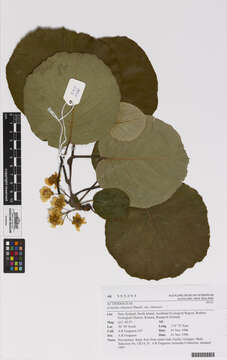 Image de Actinidia chinensis Planch.