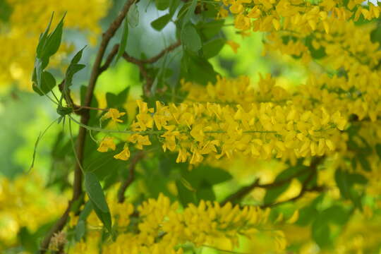 Image of Common Laburnum