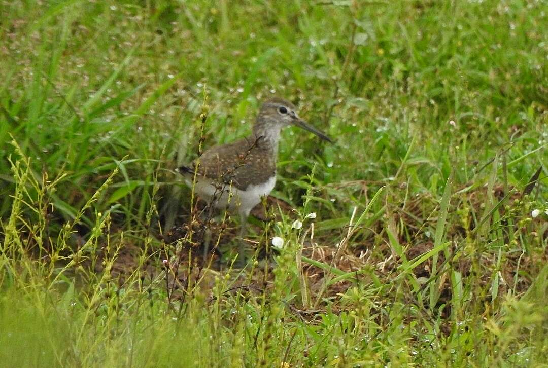 Image of Green Sandpiper