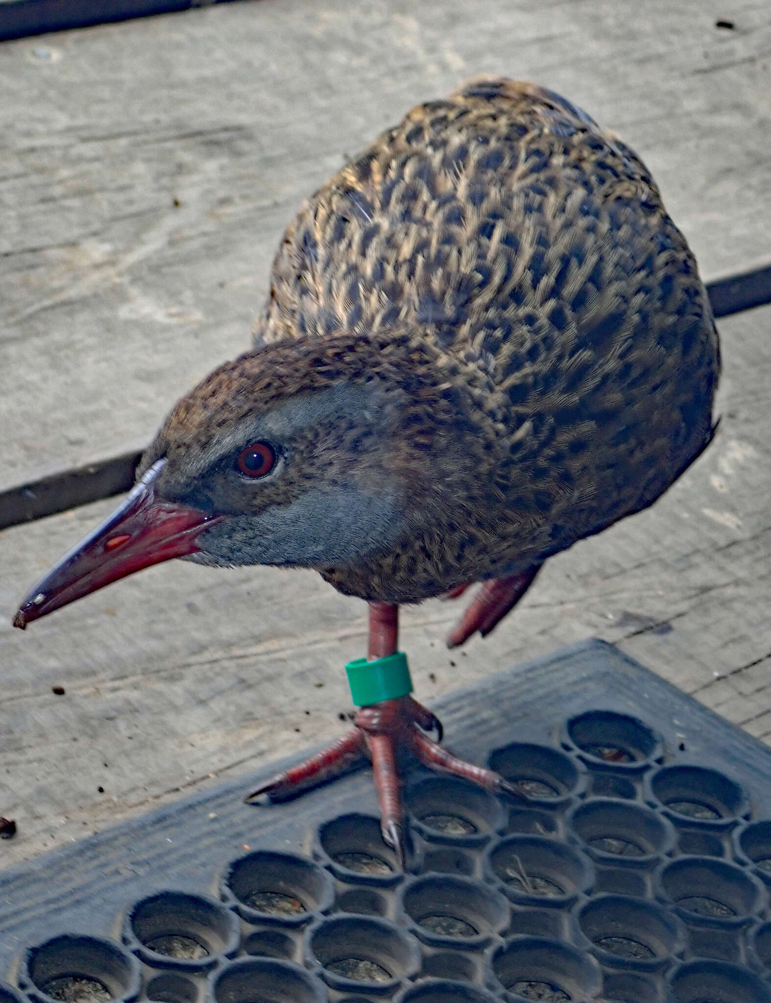 Image of Weka