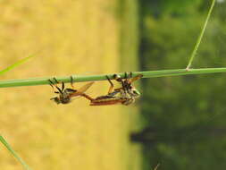 Image of Manx robber fly