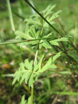 Image of burnet saxifrage