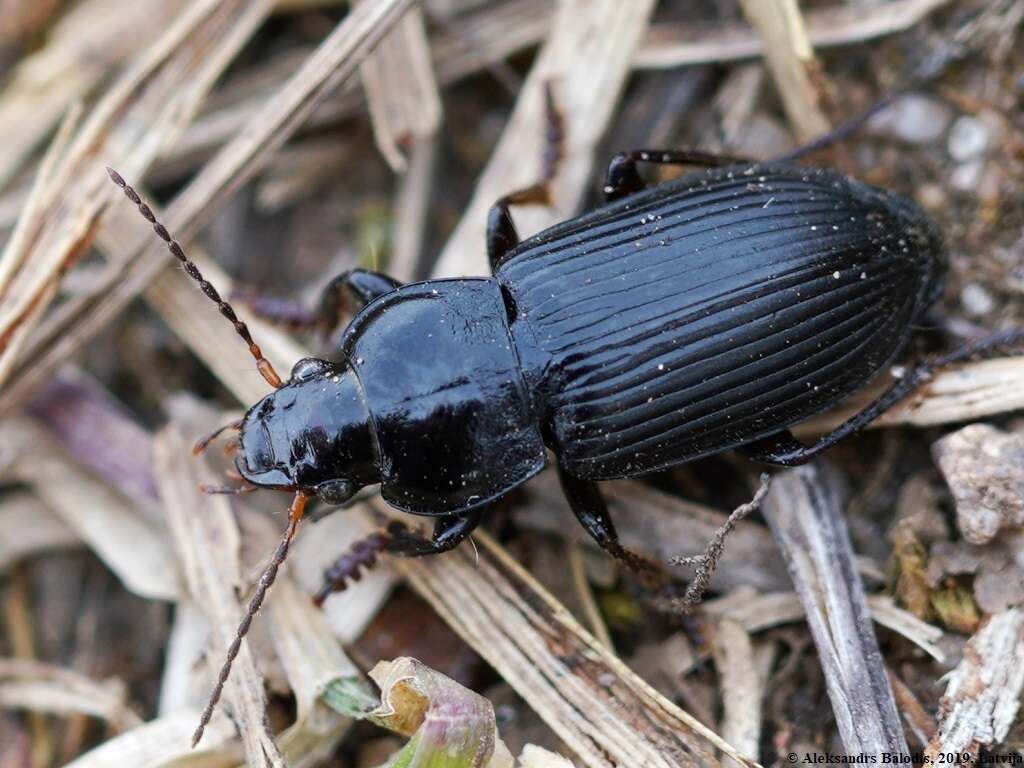 Anisodactylus (Anisodactylus) binotatus (Fabricius 1787) resmi