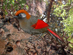 Image of Red-tailed Laughingthrush