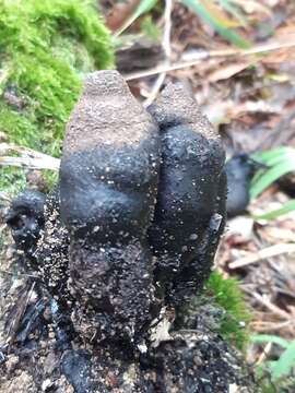 Image of dead man's fingers