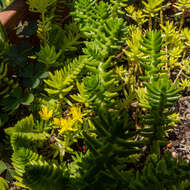 Image of Mexican stonecrop