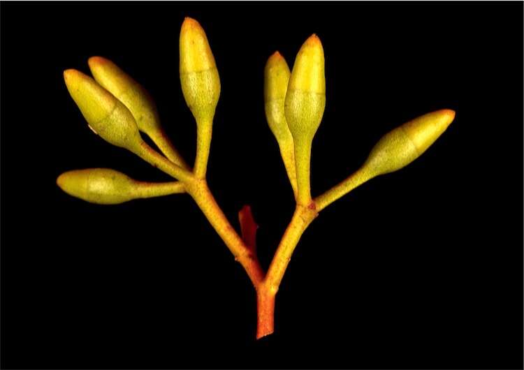 Image of Eucalyptus cylindriflora Maiden & Blakely