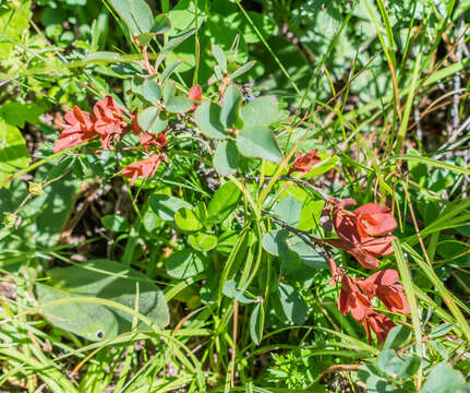 Image of alpine bilberry