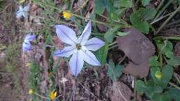 Image of Ipheion