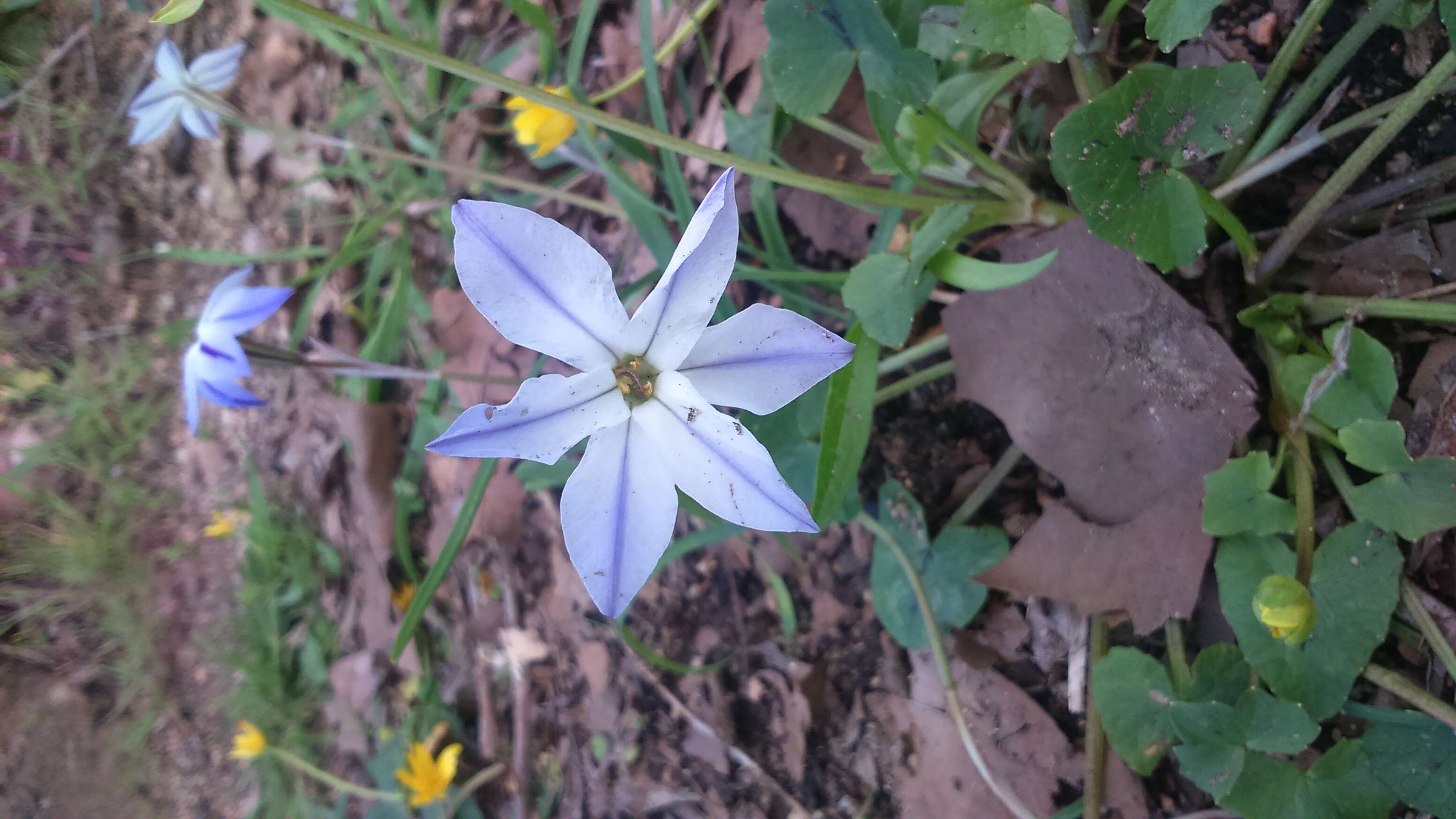 Image of Ipheion