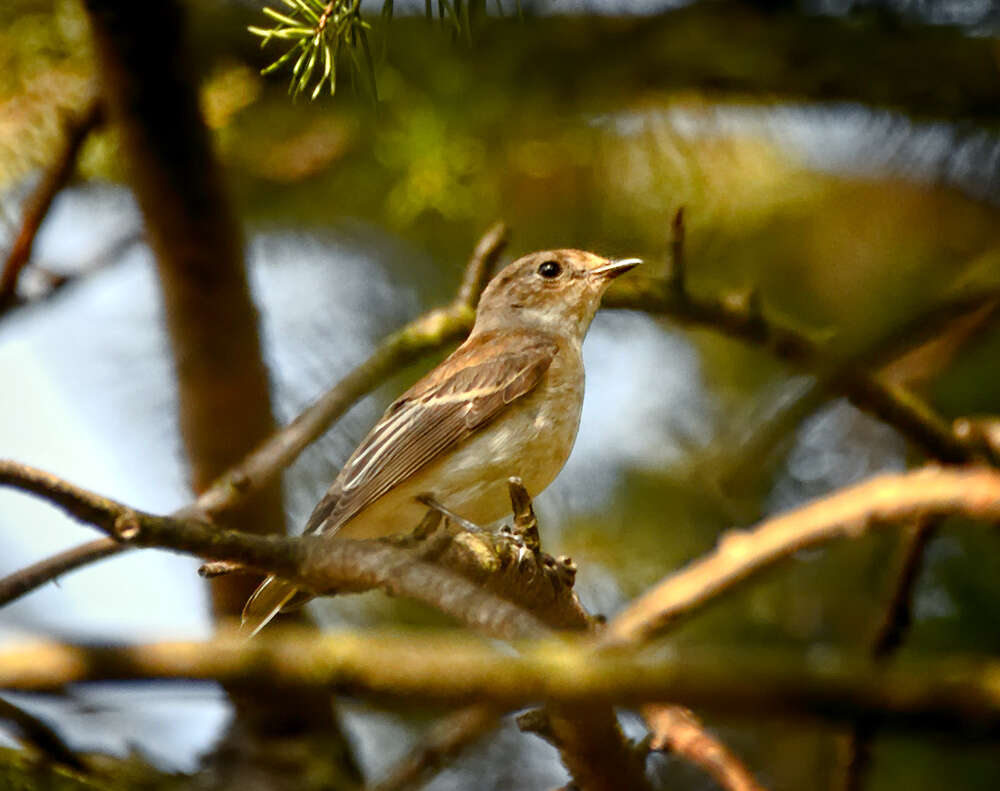 Plancia ëd Ficedula hypoleuca (Pallas 1764)