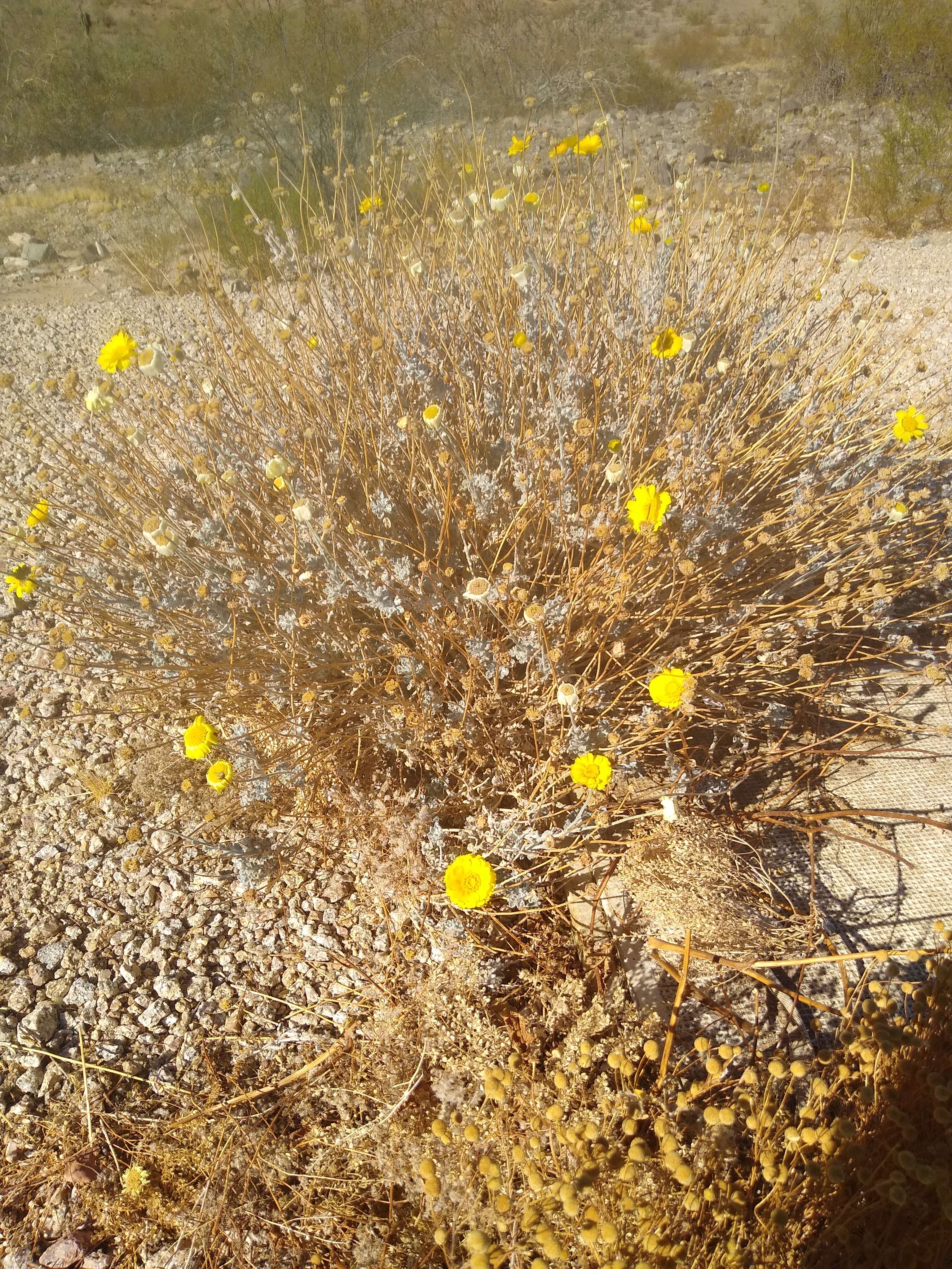 Image of desert marigold