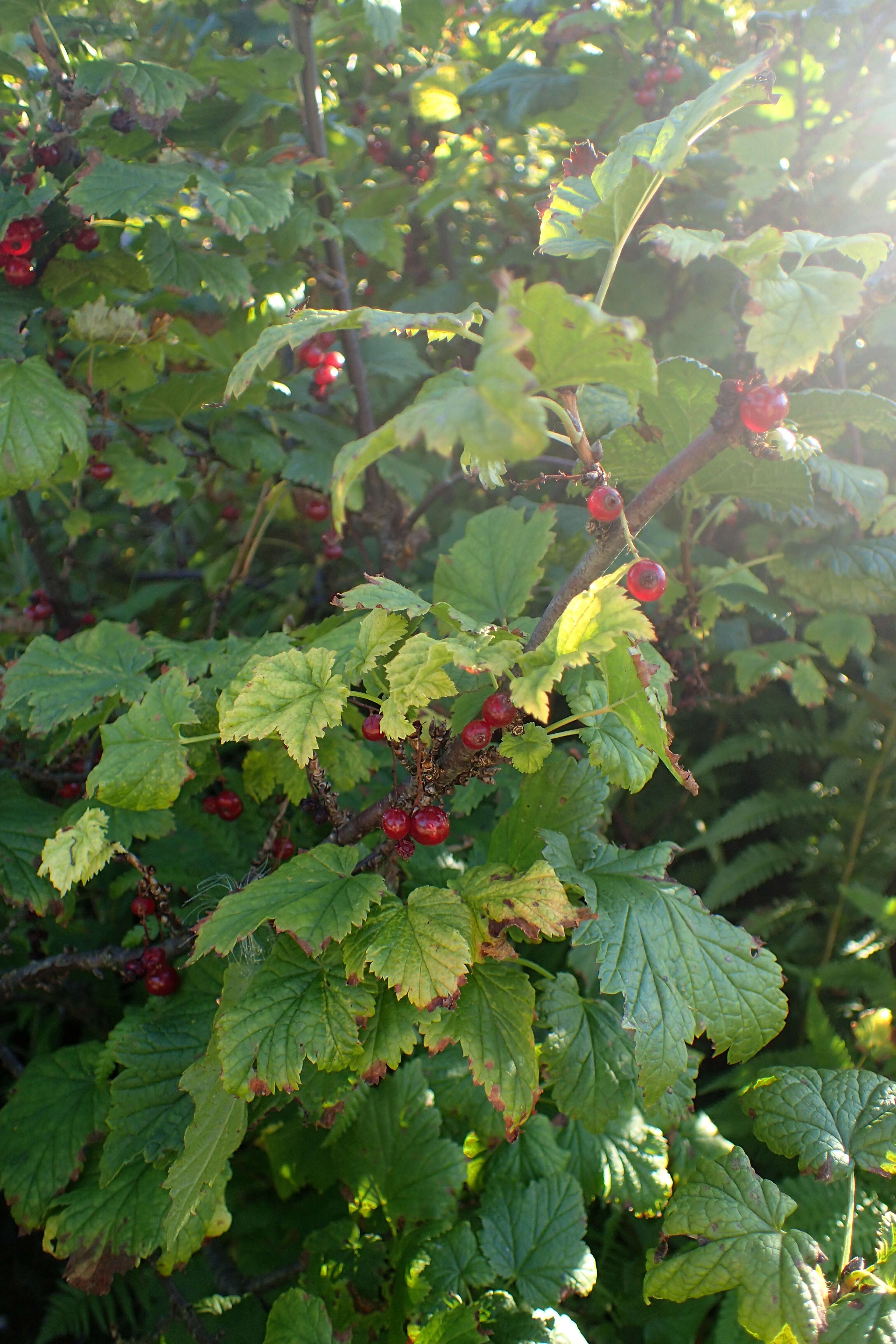 Image of Rock Red Currant