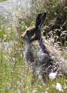 Lepus timidus Linnaeus 1758 resmi