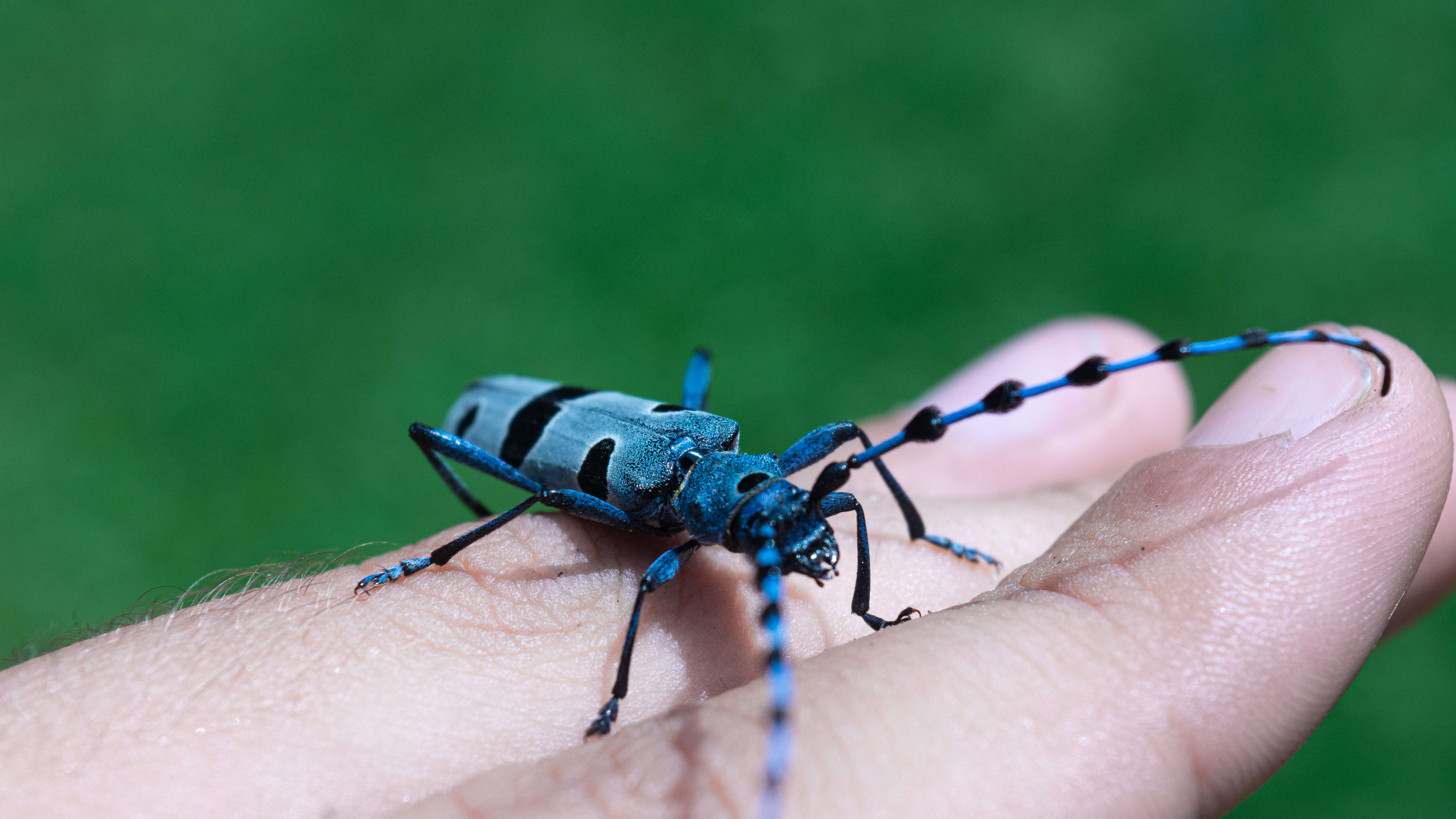 Image of Rosalia Longicorn