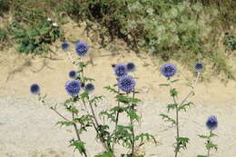 Image of Echinops bannaticus Rochel ex Schrad.