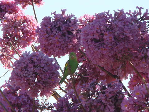 Image of Yellow-chevroned Parakeet