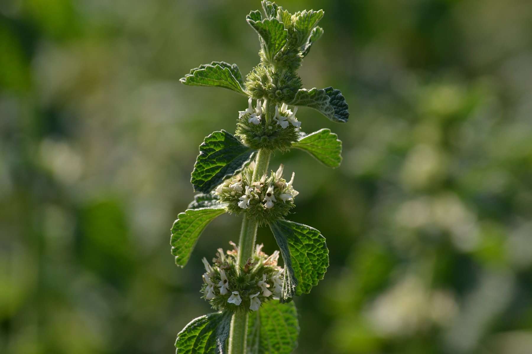 Image of horehound