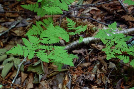 Слика од Gymnocarpium dryopteris (L.) Newm.