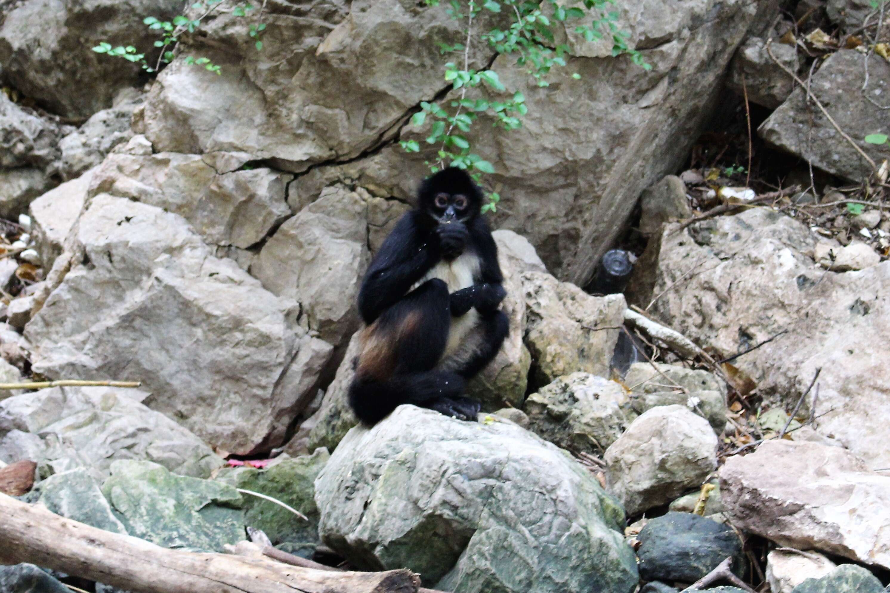 Image of Black-handed Spider Monkey